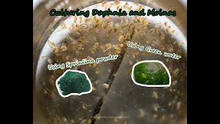 How To Culture Daphnia and Moinas using Green Water Spirulina powder [upl. by Nanfa975]