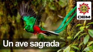 El Quetzal un ave exótica y sagrada [upl. by Nnybor566]