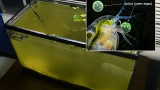 Raising Daphnia for the Freshwater Aquarium [upl. by Lowenstein]