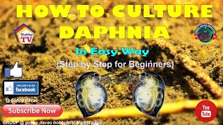 HOW TO CULTURE DAPHNIA In Easy Way [upl. by Einrae]