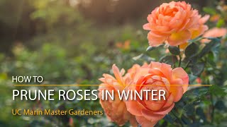 How to Prune Roses in Winter [upl. by Gilud]